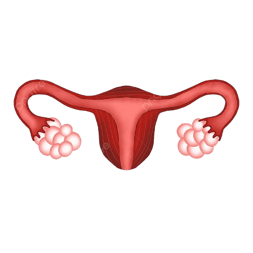 fallopian tubes